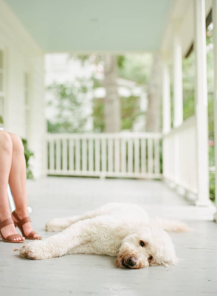 Dog sunscreen deals petco